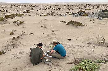 Zoologists Danilo Harms and Valentin Ehrenthal searching for spiders and pseudoscorpions. 