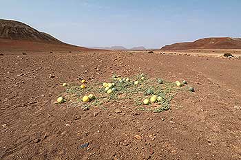 Fruits of the melon species Citrullus ecirrhosus