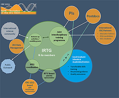 Role of IRTG within the CRC 1211